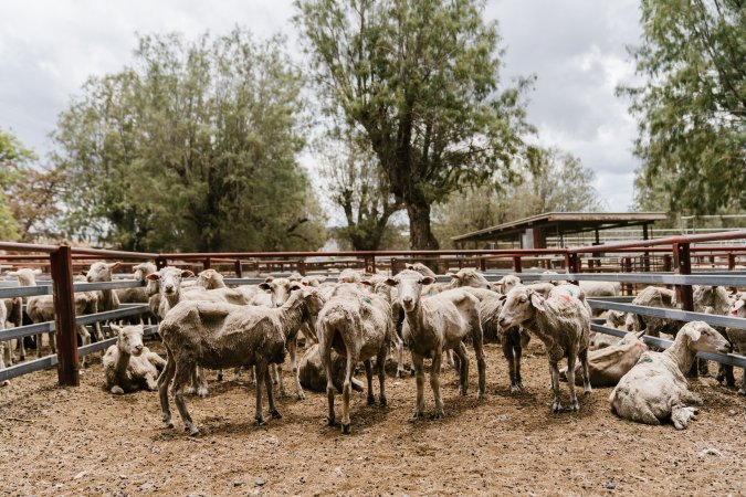 Thin sheep at Warwick Saleyard