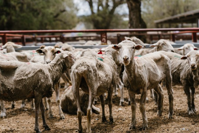 Thin sheep at Warwick Saleyard