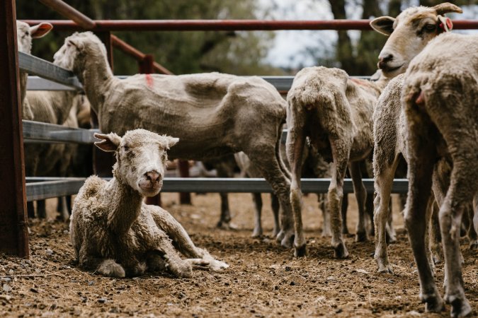 Sheep at Warwick Saleyard