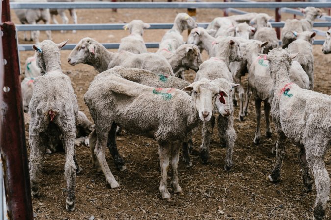 Thin sheep at Warwick Saleyard