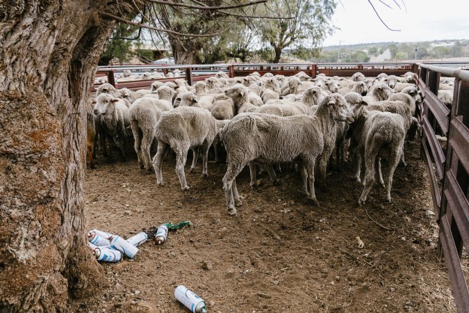 Sheep at Warwick Saleyard