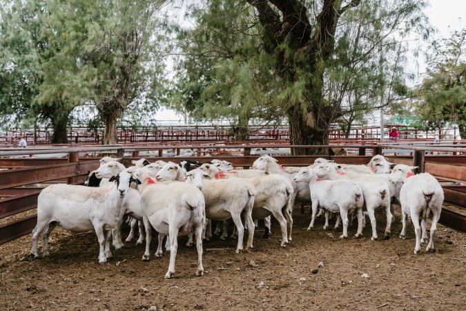 Sheep at Warwick Saleyard