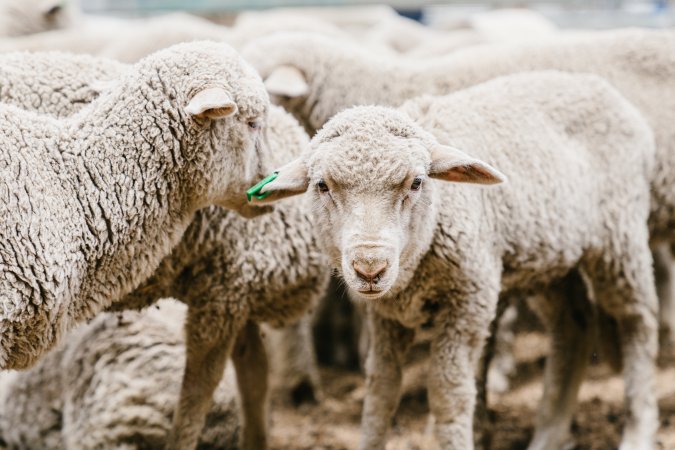 Lambs at Warwick Saleyard