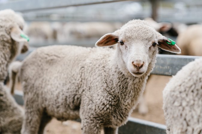 Lamb at Warwick Saleyard