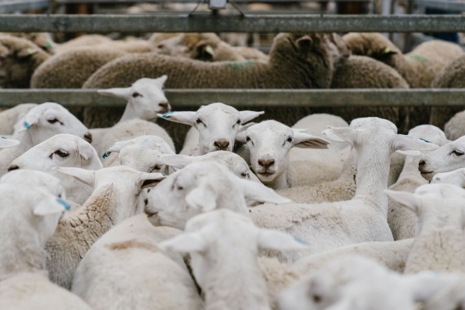 Sheep at Warwick Saleyard