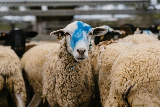 Sheep covered in paint at Warwick Saleyard