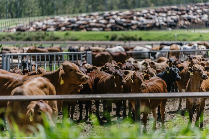 Cows at Pakaderinga feedlot