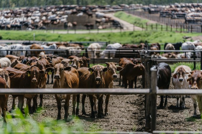 Cows at Pakaderinga feedlot