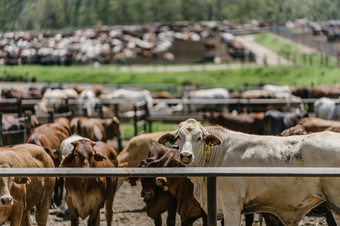 Cows at Pakaderinga feedlot