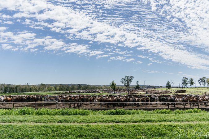 Cows at Pakaderinga feedlot