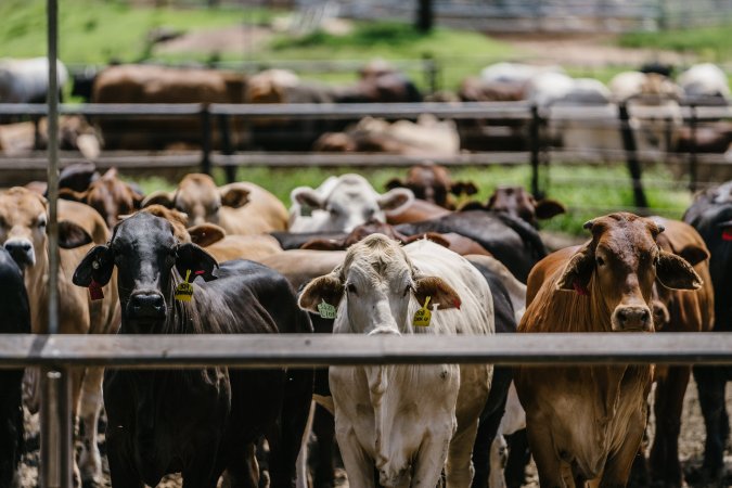 Cows at Pakaderinga feedlot