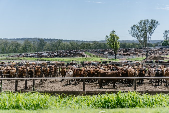 Cows at Pakaderinga feedlot