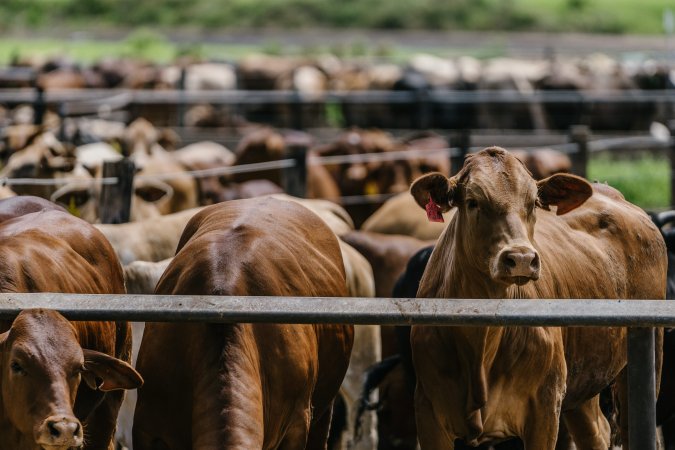 Cows at Pakaderinga feedlot