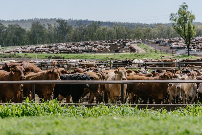 Cows at Pakaderinga feedlot