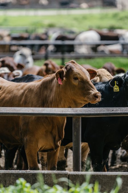 Cows at Pakaderinga feedlot