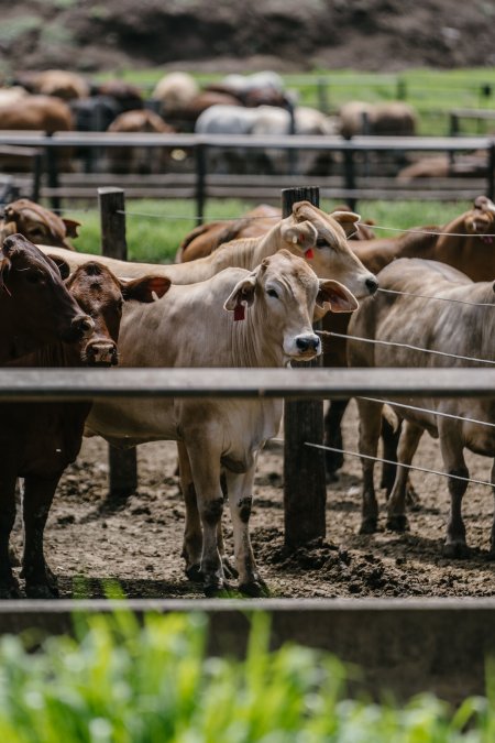 Cows at Pakaderinga feedlot