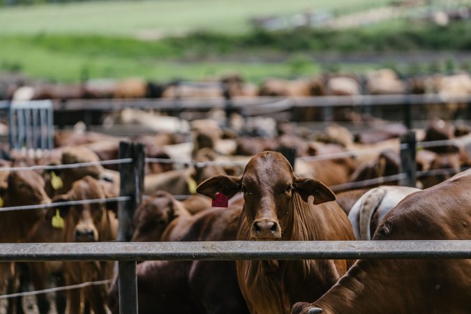 Cows at Pakaderinga feedlot