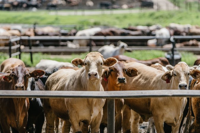 Cows at Pakaderinga feedlot