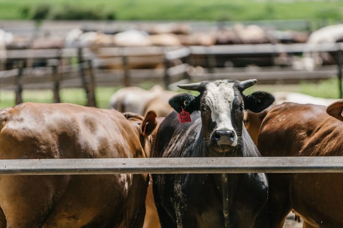 Cows at Pakaderinga feedlot