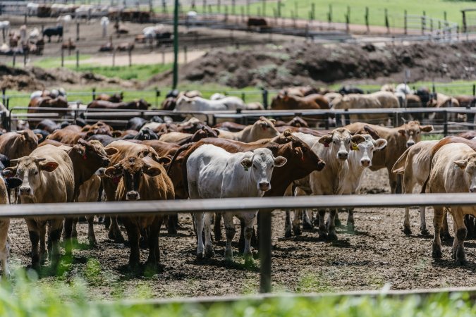 Cows at Pakaderinga feedlot