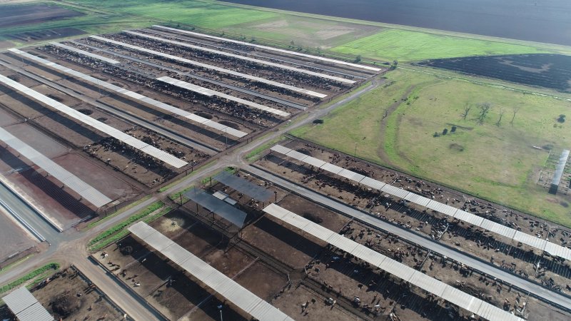 Drone flyover of cattle feedlot