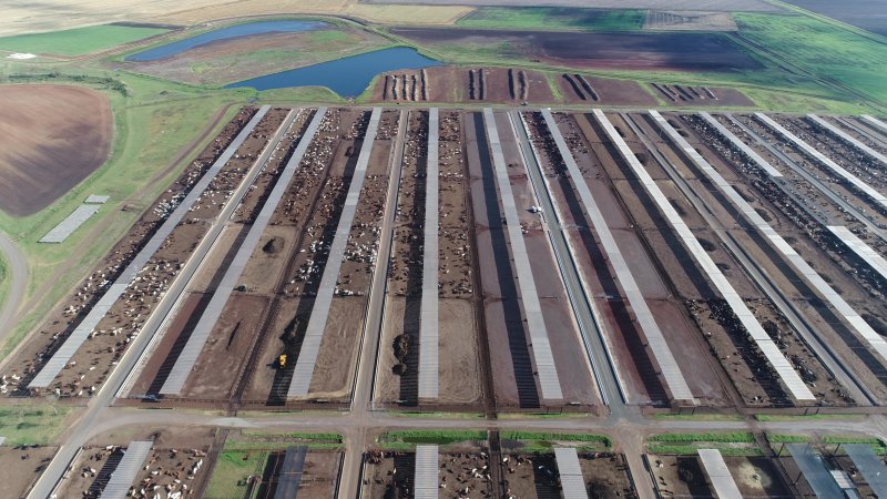 Drone flyover of cattle feedlot