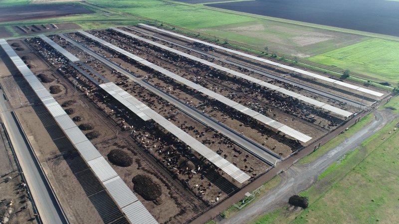 Drone flyover of cattle feedlot