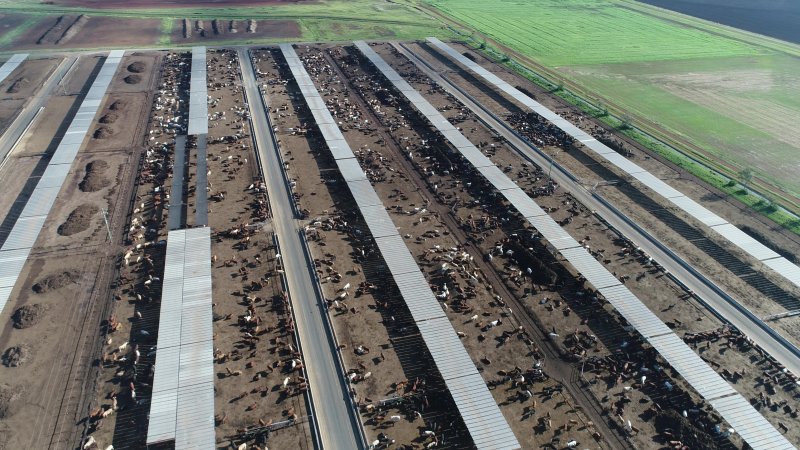 Drone flyover of cattle feedlot