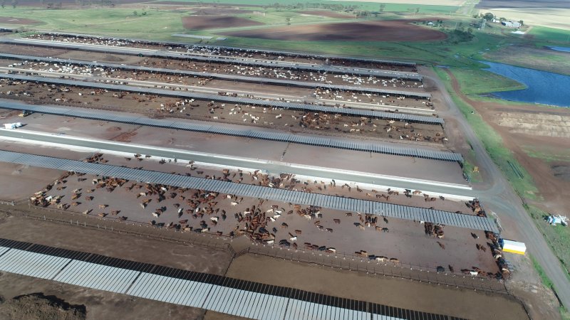 Drone flyover of cattle feedlot