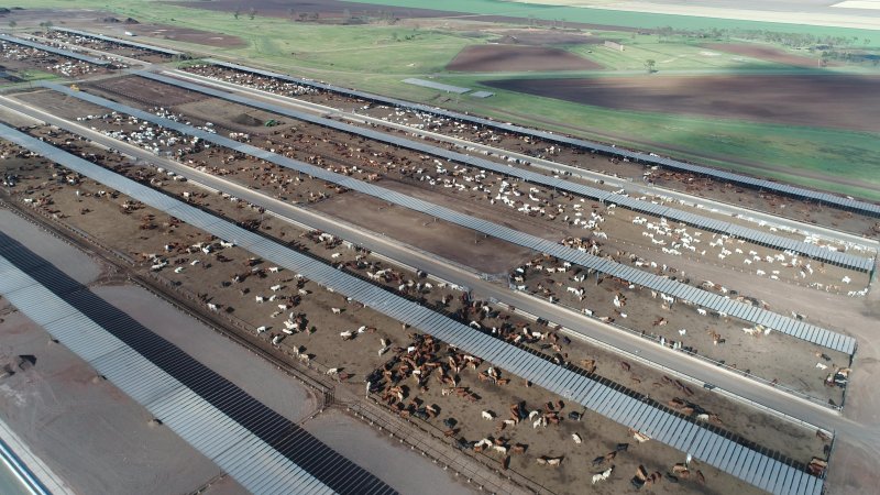 Drone flyover of cattle feedlot