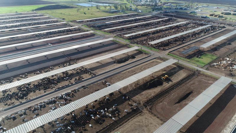 Drone flyover of cattle feedlot