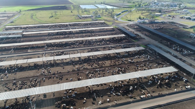 Drone flyover of cattle feedlot