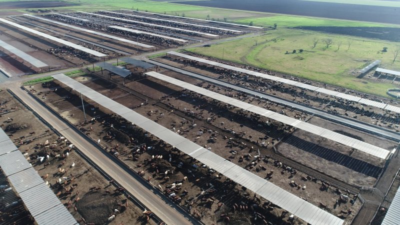 Drone flyover of cattle feedlot