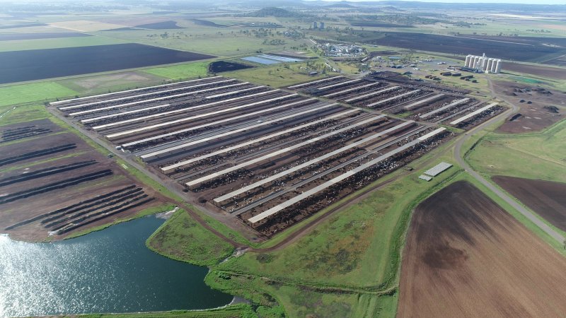 Drone flyover of cattle feedlot