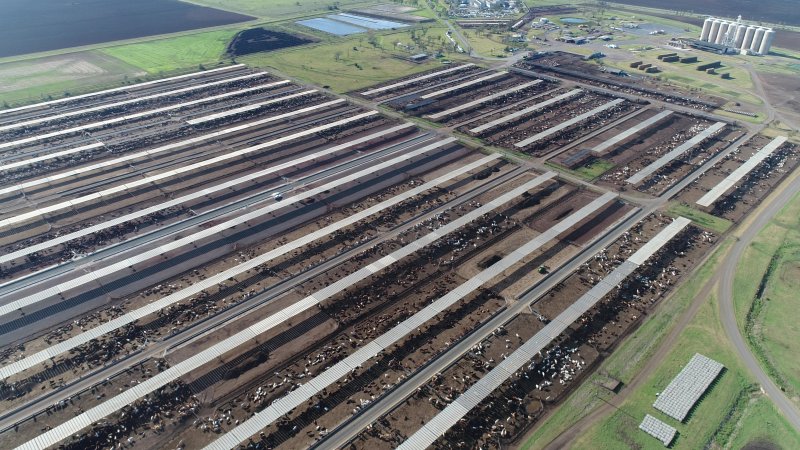 Drone flyover of cattle feedlot