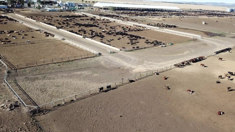 Drone flyover of cattle feedlot