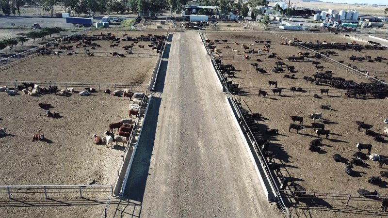 Drone flyover of cattle feedlot