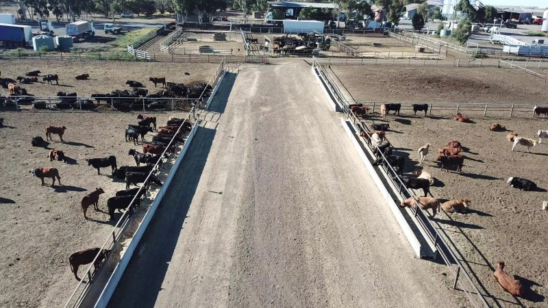 Drone flyover of cattle feedlot