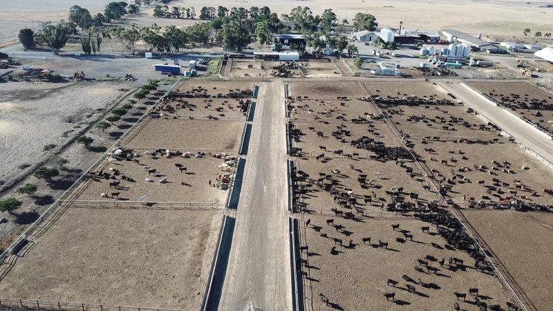 Drone flyover of cattle feedlot