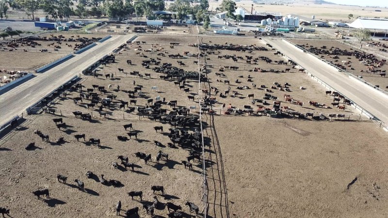 Drone flyover of cattle feedlot