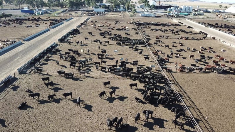 Drone flyover of cattle feedlot