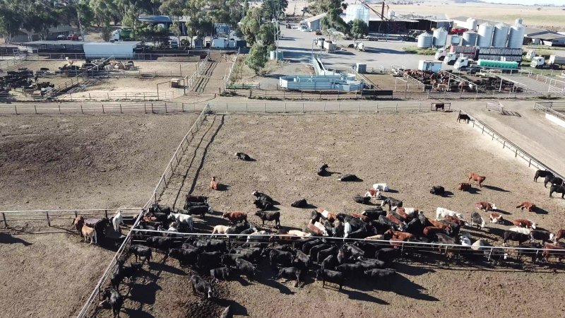 Drone flyover of cattle feedlot