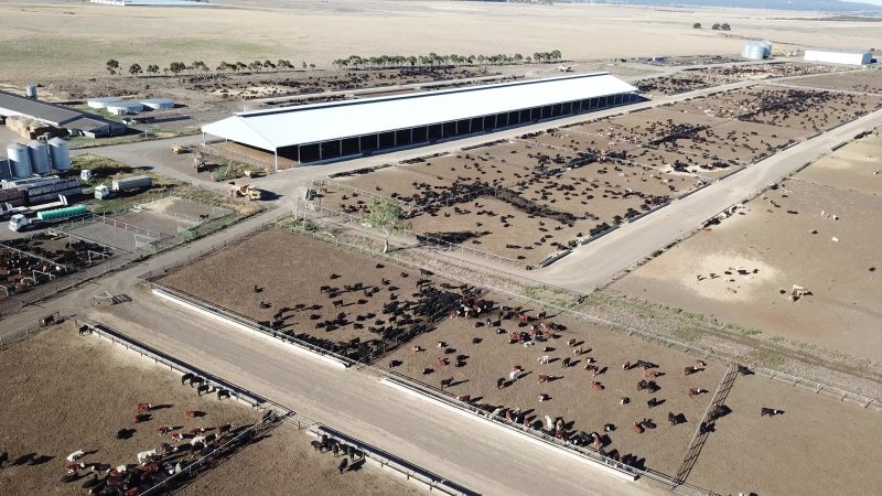 Drone flyover of cattle feedlot