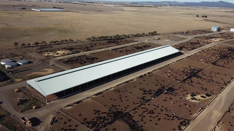 Drone flyover of cattle feedlot