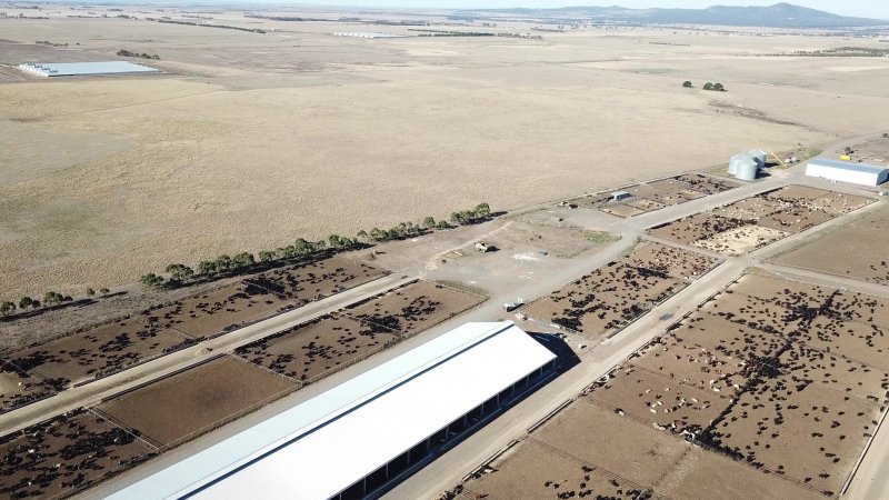 Drone flyover of cattle feedlot