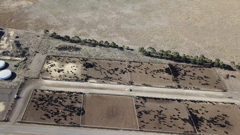 Drone flyover of cattle feedlot