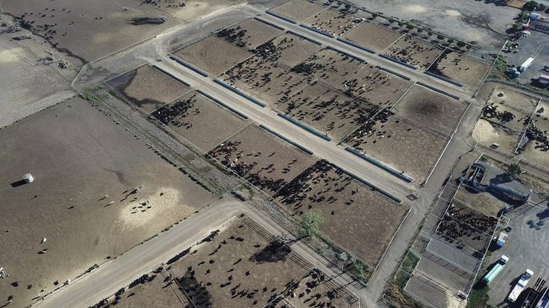 Drone flyover of cattle feedlot