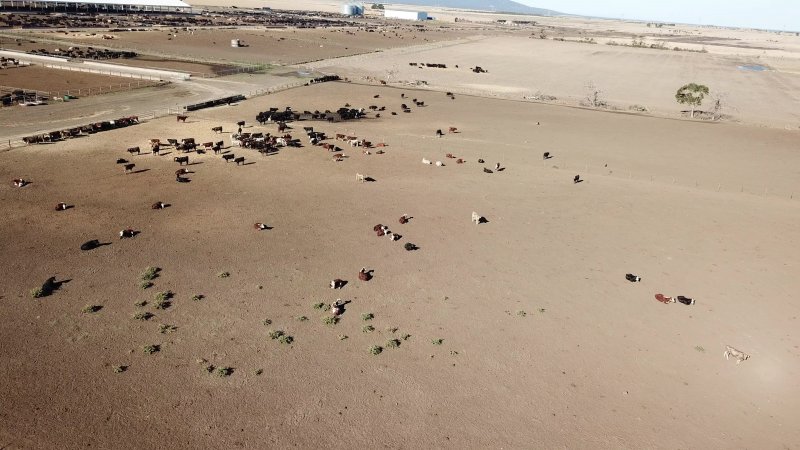 Drone flyover of cattle feedlot