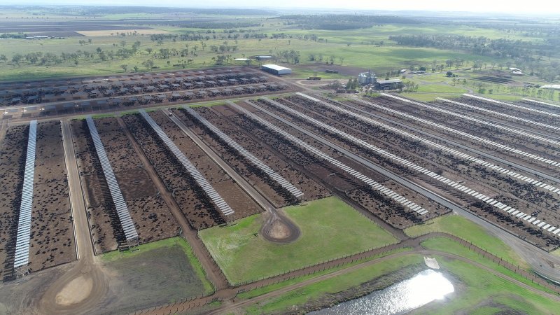 Drone flyover of cattle feedlot