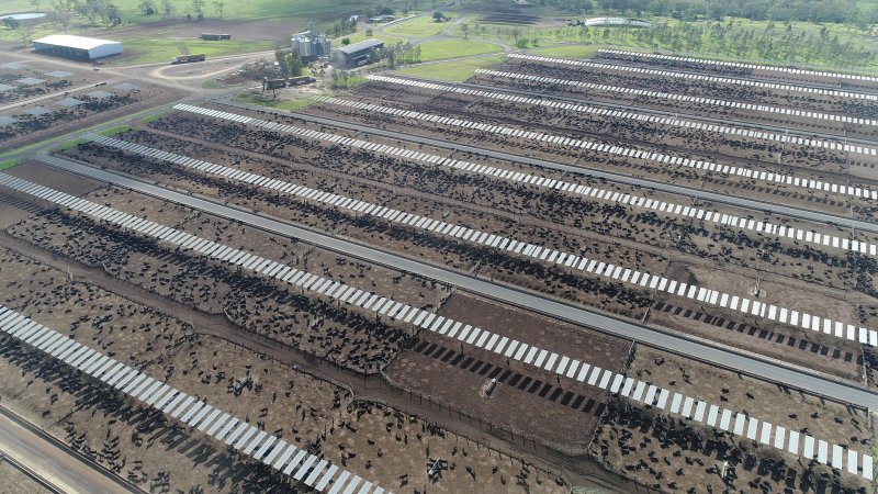 Drone flyover of cattle feedlot